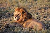 TANZANIA - Serengeti National Park - Leoni Lions - 65